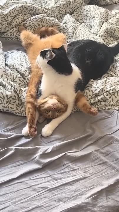 ���, ����� ��������� �� ������� ����� ���� �� ������, ����� ������� ���� ��������� � ������� �����������, ����� ������� ��� ���