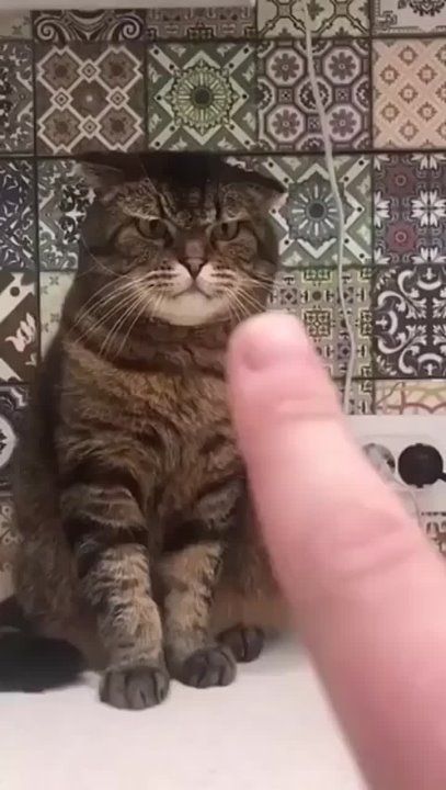 ��������� ����!. ��������-����� ���������� �������