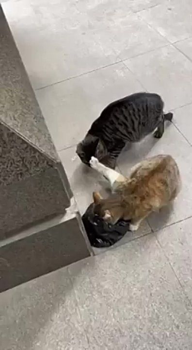 ��������� ����!. ��������-����� ���������� �������