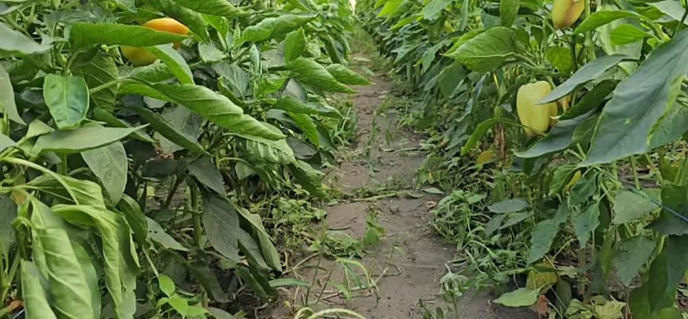 �� ������� ����� ����� (���� 50+), ���������, ��� ����� ��������� ���� � 15-�� ������������ ����