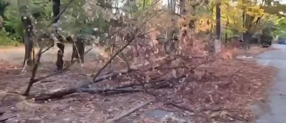 ������, ������������� ����, �������