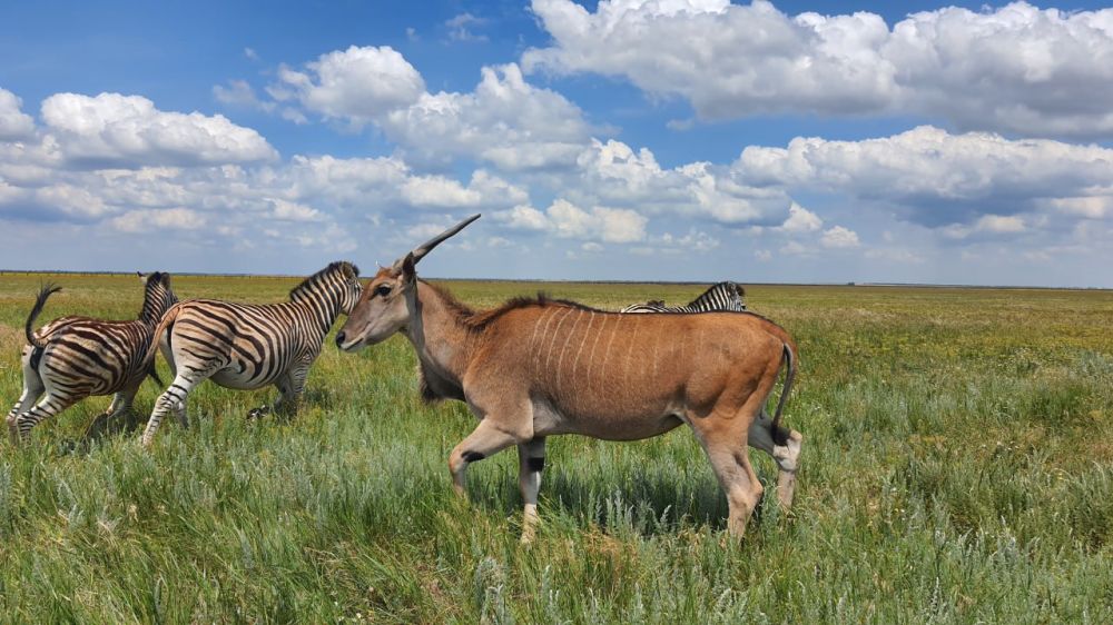 ����� ����������: ���������� ����� ������������ ������� ����������� ������������, ���� �� ������� � ��������-����, ��������� ��������� �������