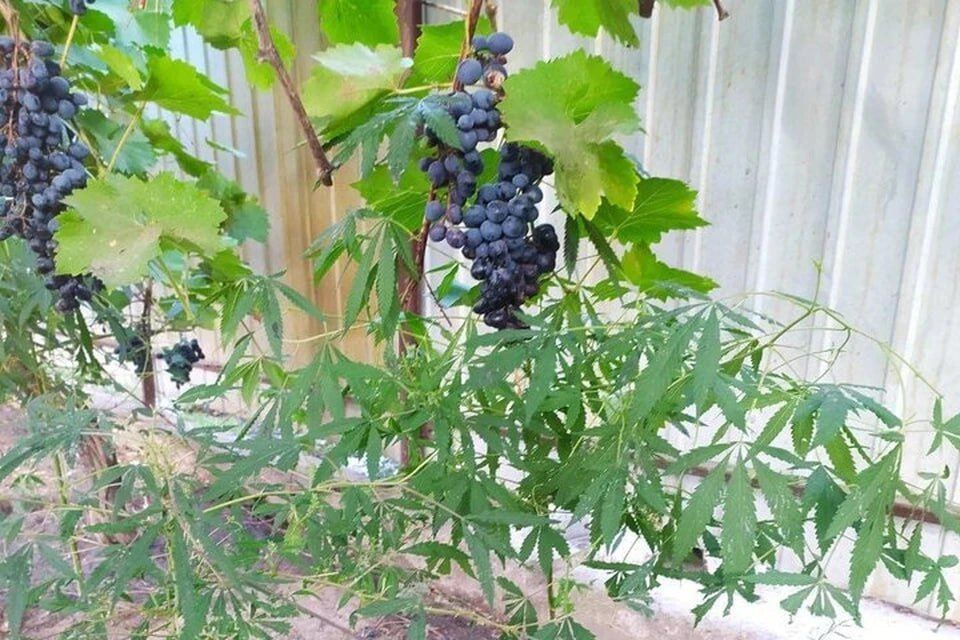 ������ �������� �������� �������� 20 ������ ������� �� ����� �������