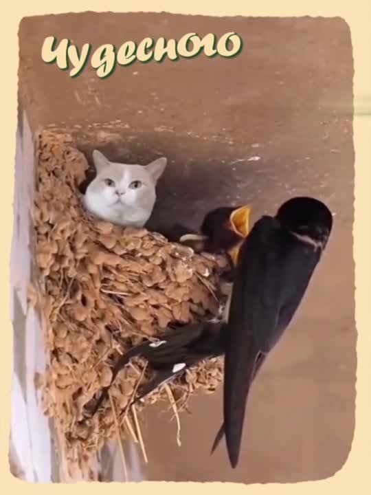 #������������