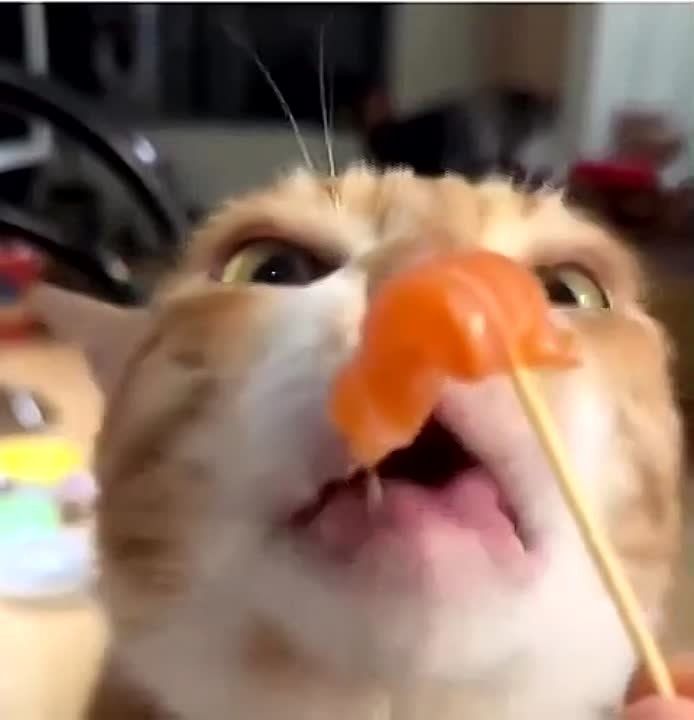 ��������� ����!. ��������-����� ���������� �������