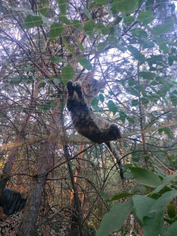 ���� �� �������: ������ � �������� ������ ���������� ��������