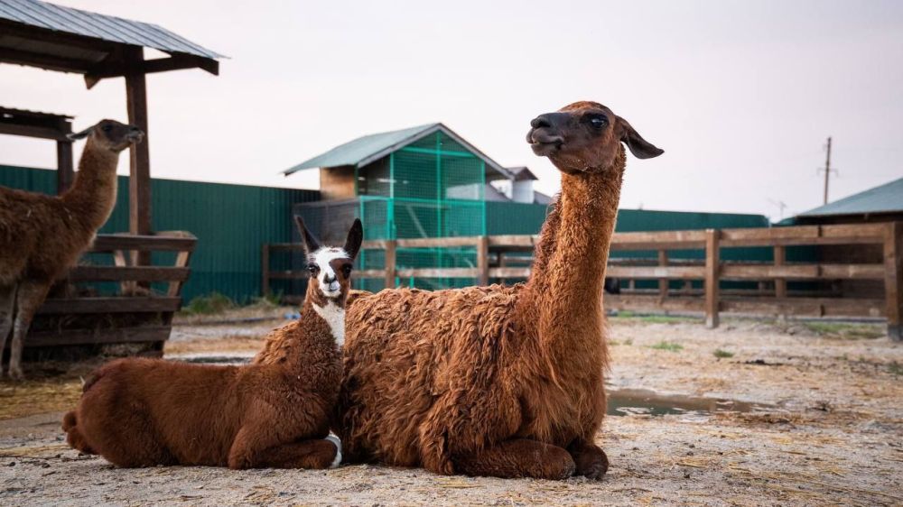 �������� ������: ���������� �������. ������-���� � ���� ������������ � �������� ����� ��� ������������� ������ �� ���������� �������. � ���� ���������� �������� ������� �����, � ��� ����� ��������, ����, ������ ��� ������� � ������� � ���� ����