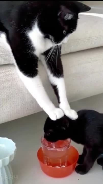 ��������� ����!. ��������-����� ���������� �������