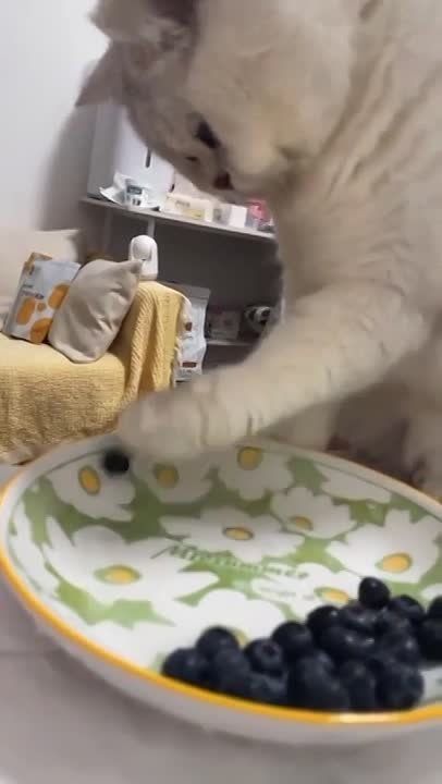 ��������� ����!. ��������-����� ���������� �������