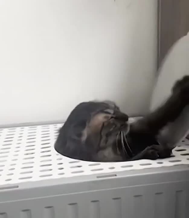 ��������� ����!. ��������-����� ���������� �������