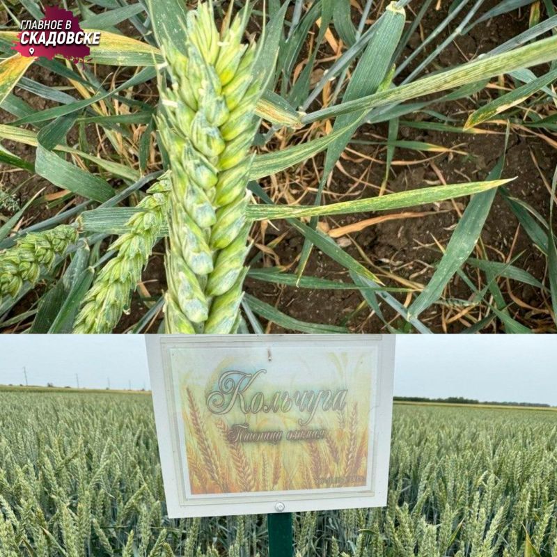 ������ ���������� �������� �������� ������� ����������� �� ����� ���������� �������