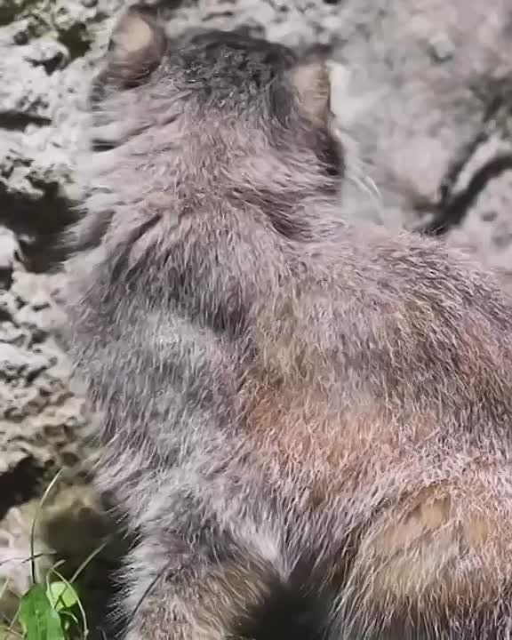 ���� ���� ��� �� ������, ���������, ��� ���� �����, � ��� ���������