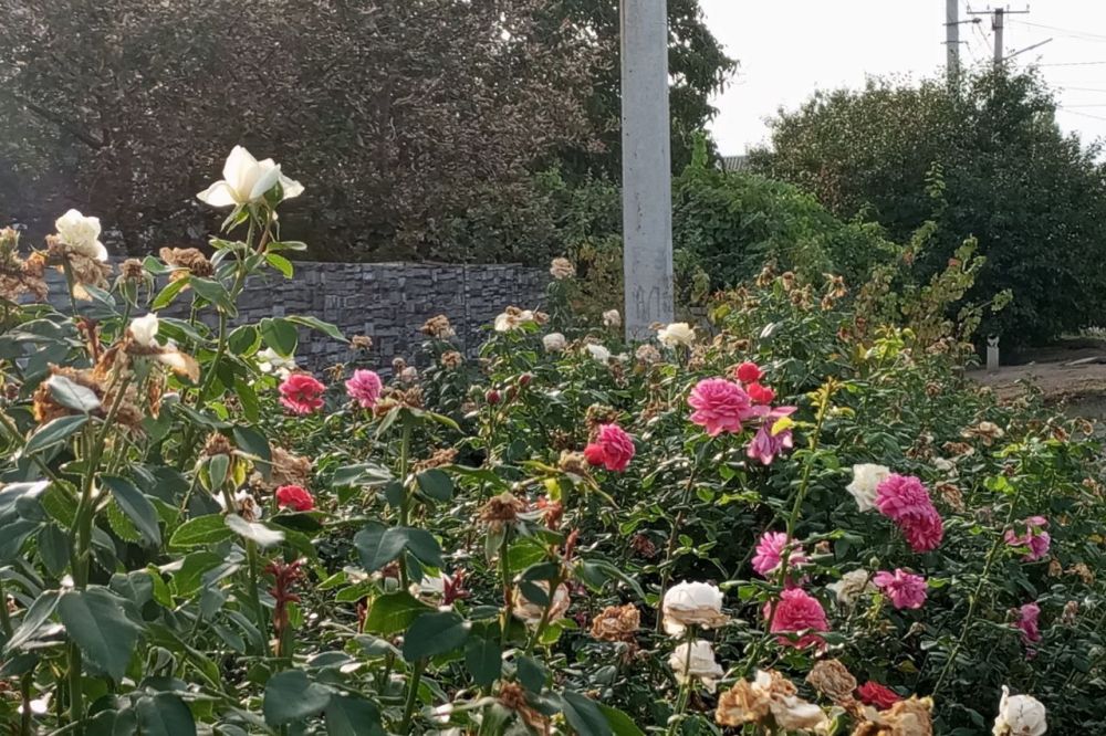 � ������ �����, �����������!