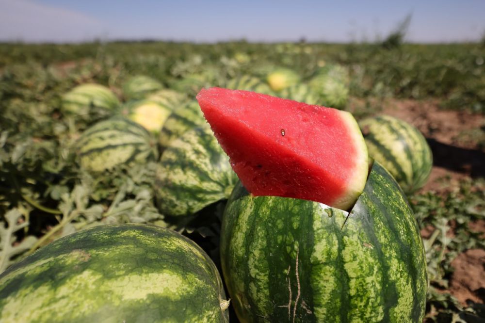 ���������� ������� ���������� ���� ���������������� �� ���� ������