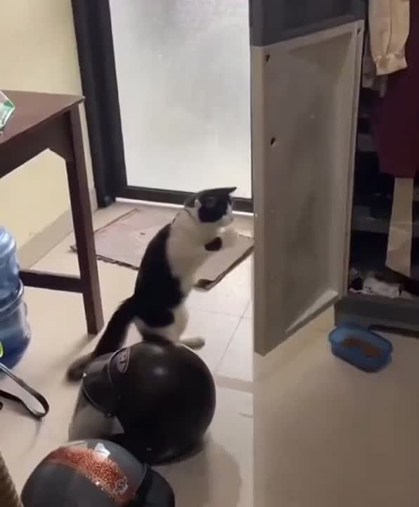 ��������� ����!. ��������-����� ���������� �������