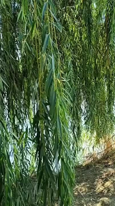 � �� �����, ���:. ���� �� �������� ����������� ����� ��������� �� ���������. � �����, ��� ���������� �� �� 40% ��������, ��� ������� � ����