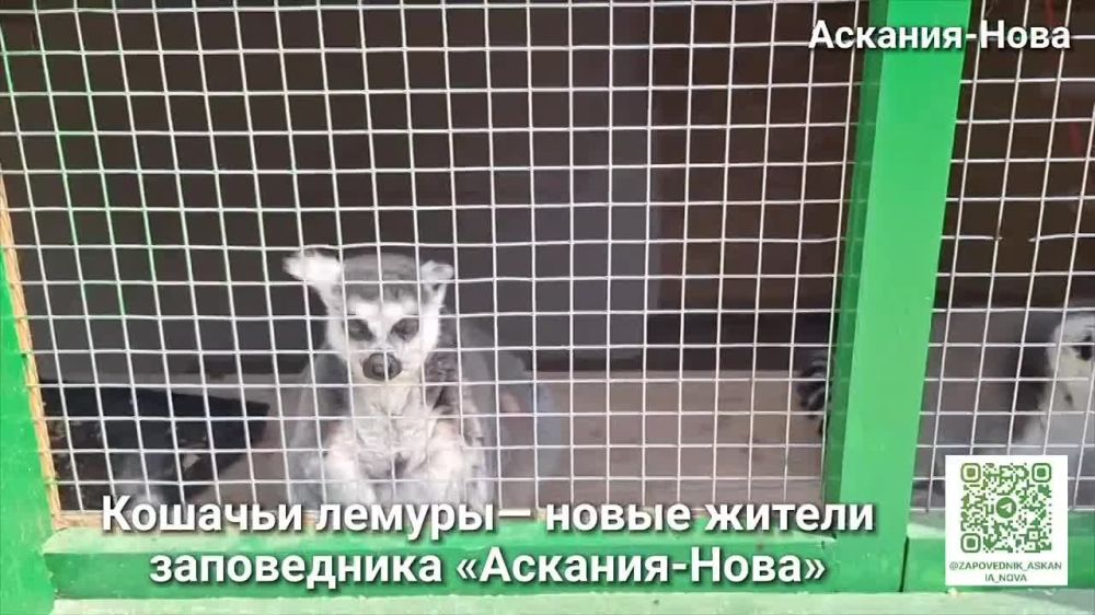 ����� ��������� ����������� ����������� ��������-����