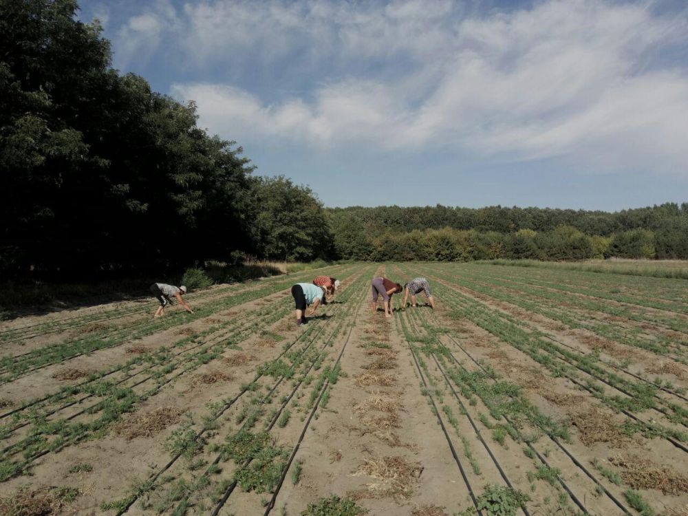 ��������������� ����������� ������ ����� � �������������� ������ �������� ���������� �������