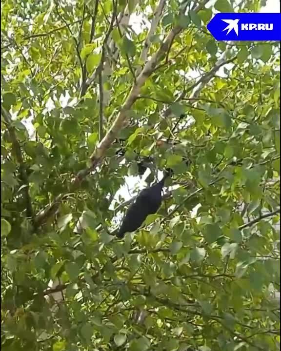 ��������� ����� ����������� �������� ��� ������ ������������� � �����������