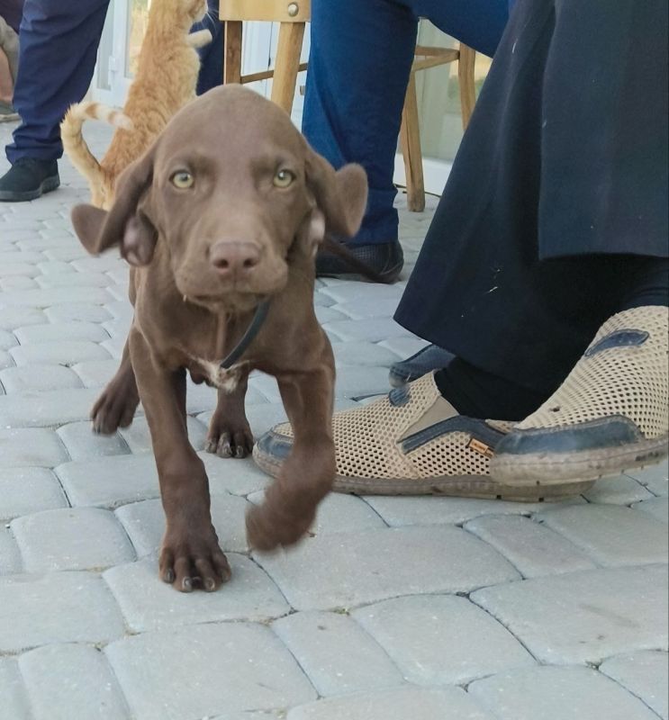 � ������������� ����������� ������ ���������� ������� �������� ���� ��������