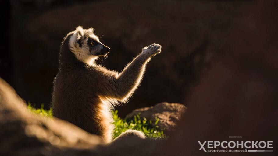 � ��������-���� ������� ������, �������� ��� ������ ������� �� ������������