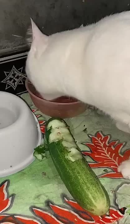 ��������� ����!. ��������-����� ���������� �������