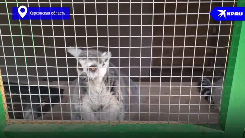 � ����������� ��������-���� ���������� ���� �������