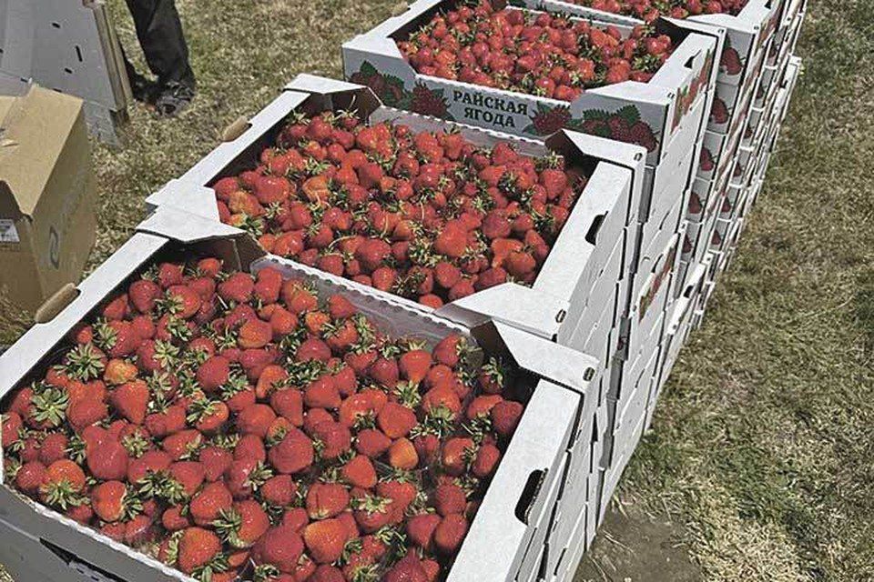 ��� ����������� ���������� ������� ����� ����������� ���: ������������ � ���