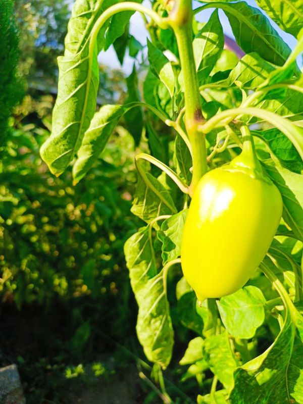 � ������ �����, �����������!