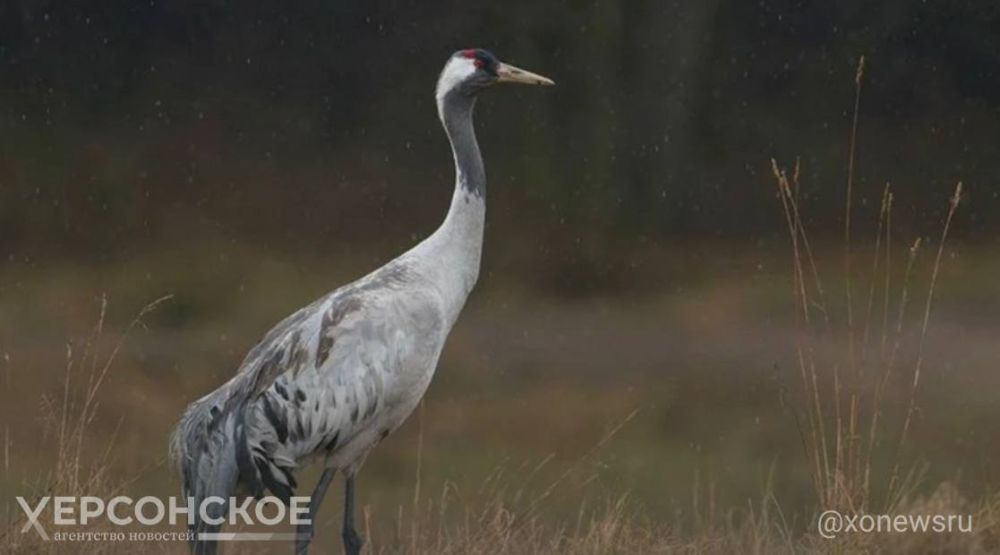 �����, �����������, �������� � �������: � ��������-���� ������� ������ ���� ��������