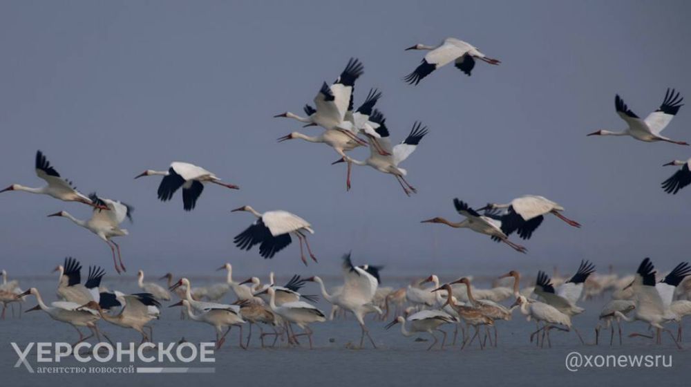 ��������-���� ����������� ��� �������-���������������� ����������� �� ��� �������