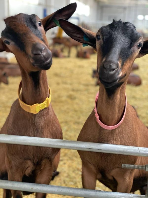 � ���������� ������� ���������� ������������ �������� ���������