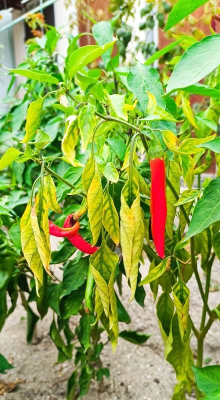 � ������ �����, �����������!