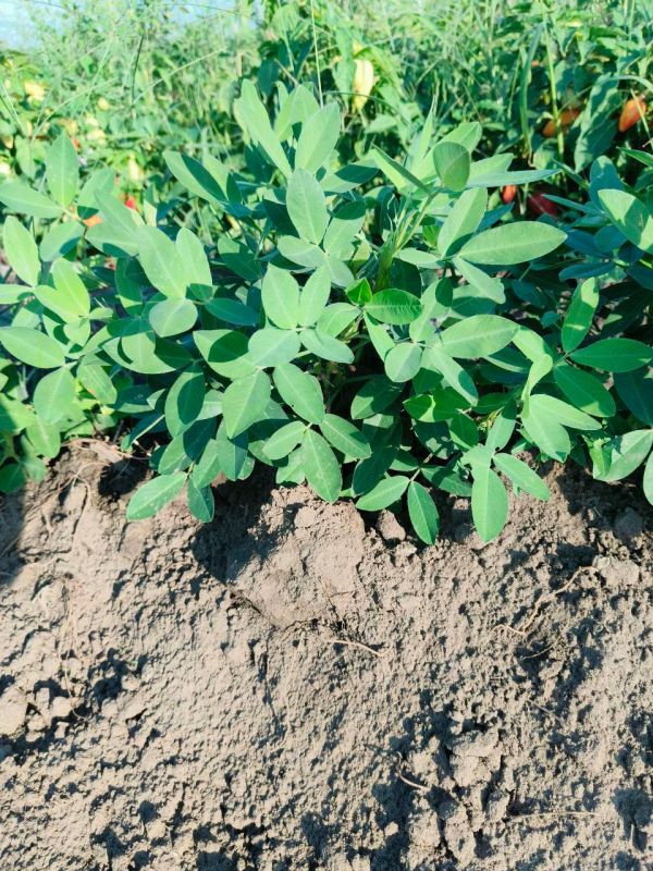 �� ���������� ��������� ��������� ������������ �������