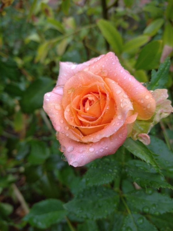 � �� �����, ���:. ������ ����������� �� �������� ��������� ��������� ����������� ������ � �����