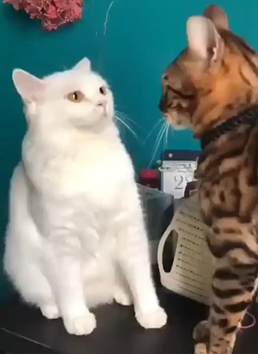 ��������� ����!. ��������-����� ���������� �������