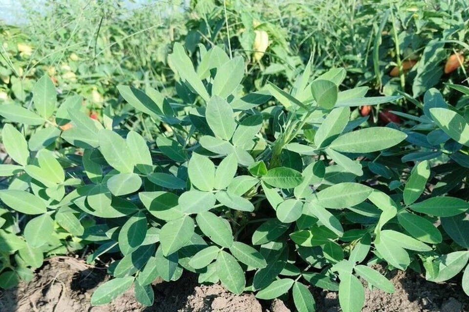 � ����������� ������ �� ������������ �������� ��������� ������ ������� �������