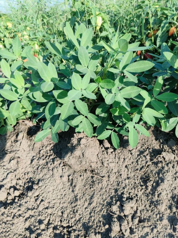 � ���������� ������� ��������� ��������� ������������ �������