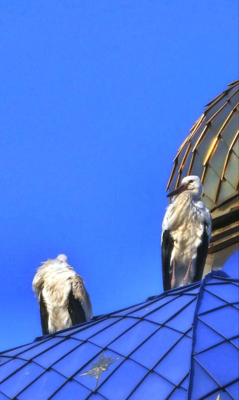 ������� �� ������ �����-������������ ����� � ��������� ������ ������ ��������� �� �������