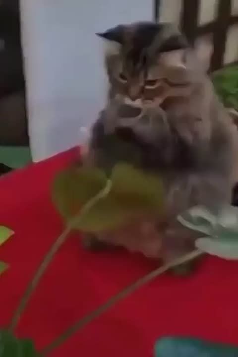 ��������� ����!. ��������-����� ���������� �������