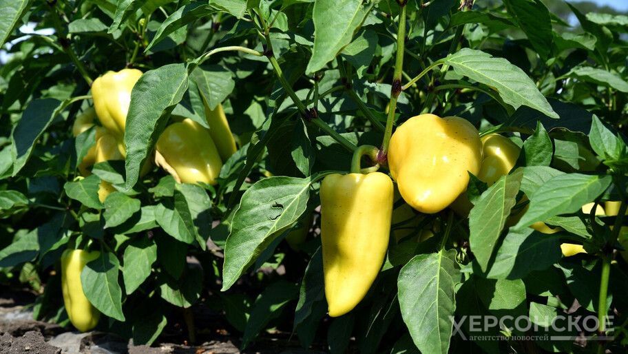 �������� ������������ �������� �� ��������� ������ ������ � �������