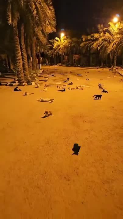 �� ����� ����� ������������ �������� � ��������