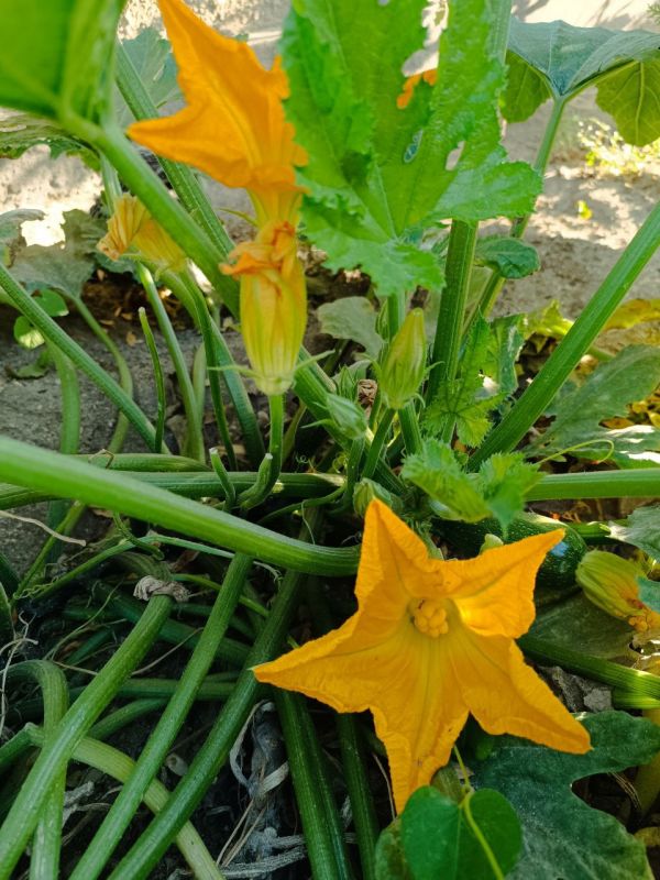 � ������ �����, �����������!