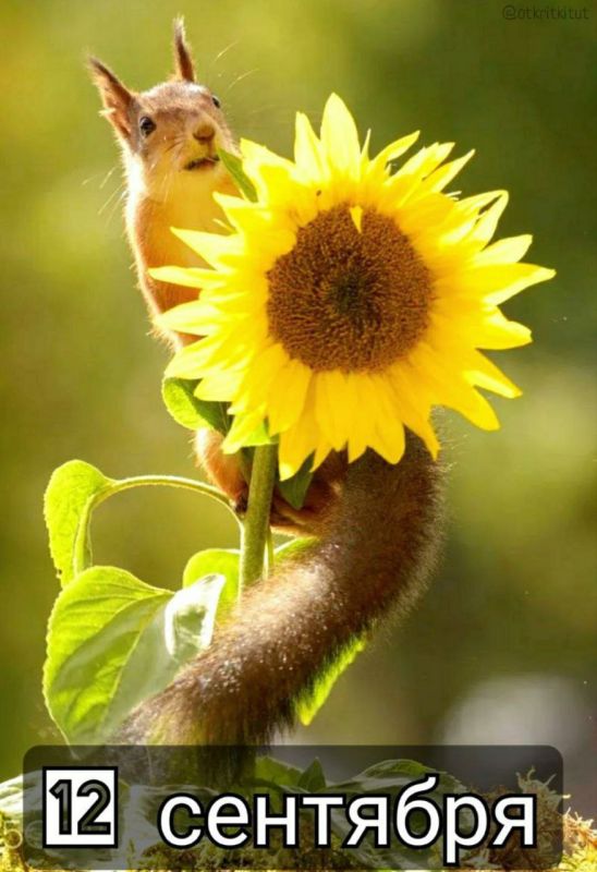 ���� �������, ����������� ����