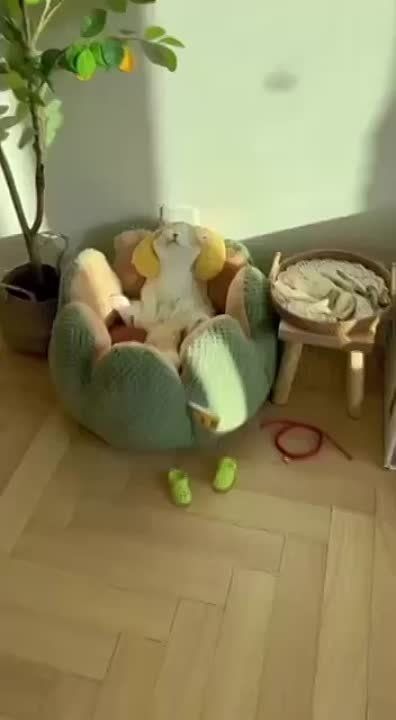 ������ �������