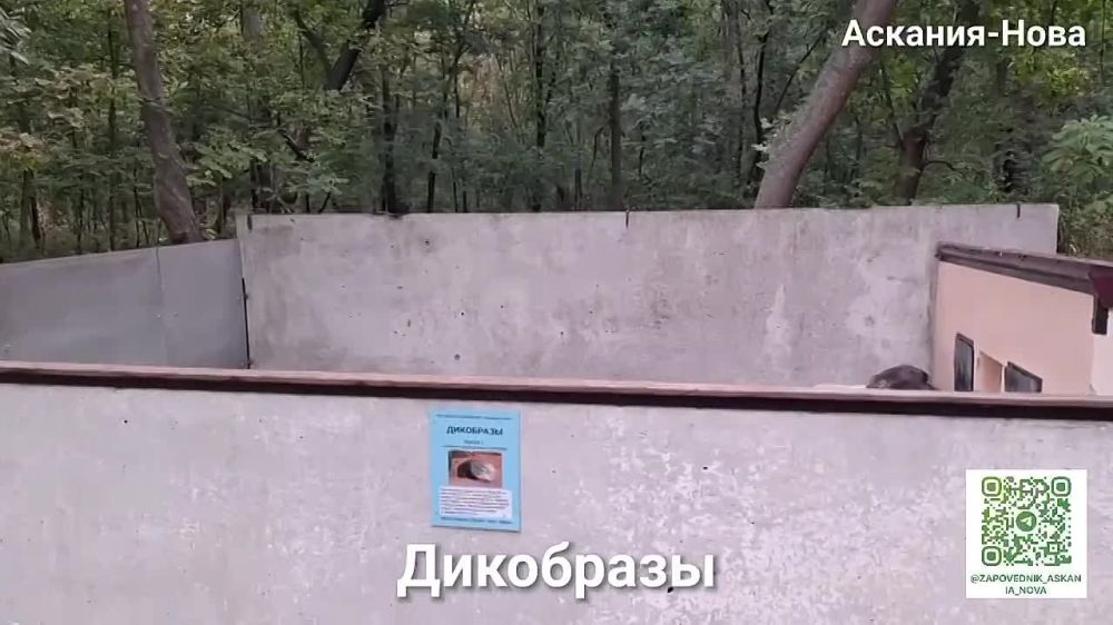 ��������-���� ������� ����� �������� � ����� ����������