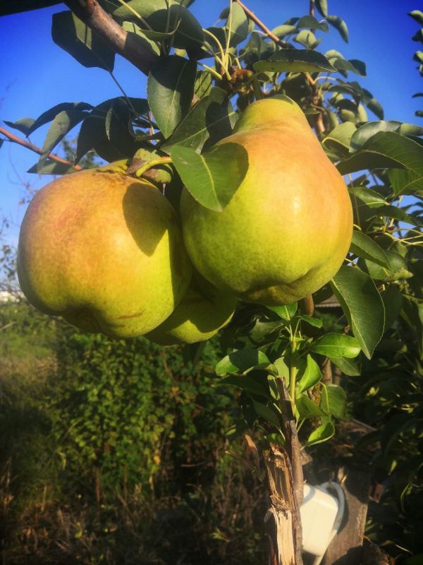 � ������ �����, �����������!