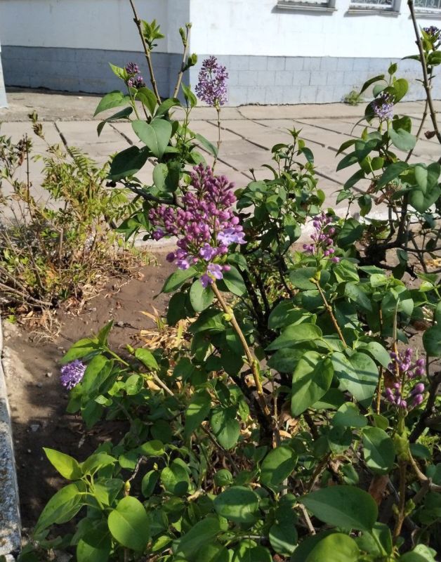 � ����� ������� ������� ������