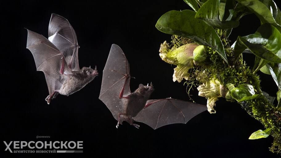 � ����������� ��������-���� �������� ������������� ���� ������� �����