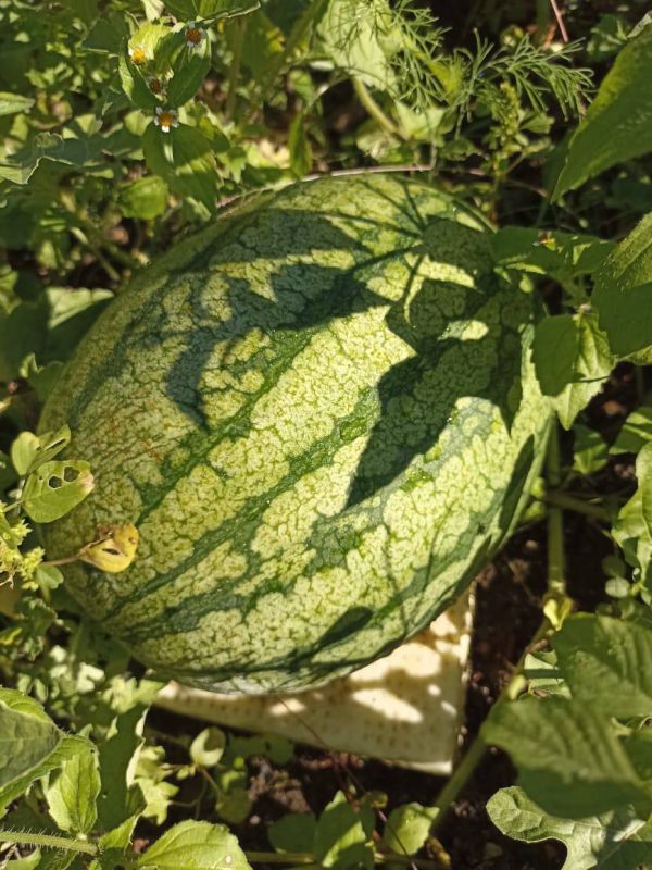 � ������ �����, �����������!